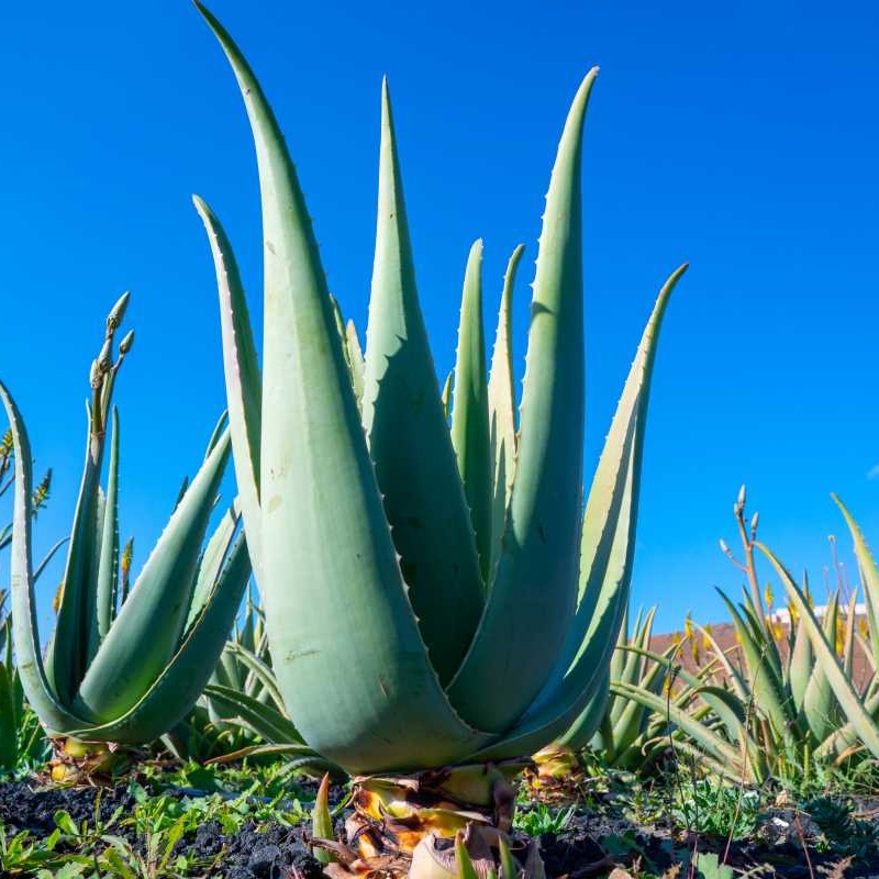 Aloe